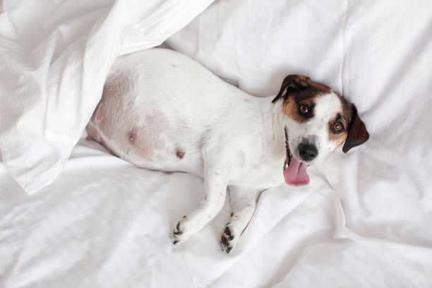 istock Pragnant Dog relaxing on sofa 1879522981