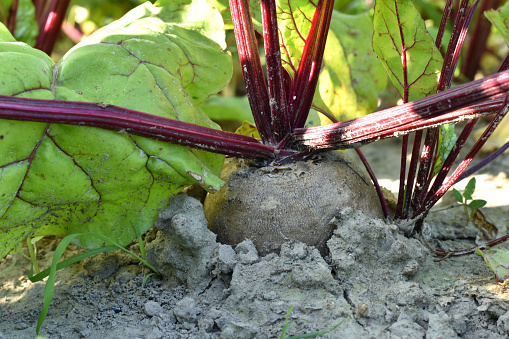 Farm. A red beet fruit is visible in the garden bed.