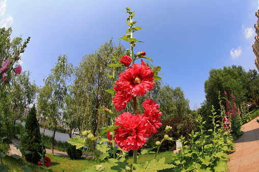 Hollyhock flower blossoms in the park, Luannan County, Hebei Province, China