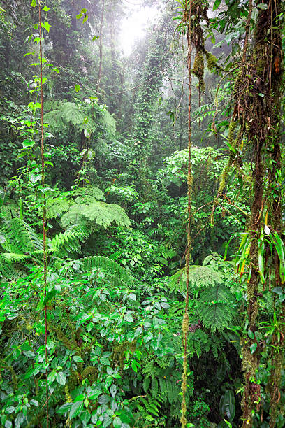 istock Tropical Rainforest, Costa Rica 187953067