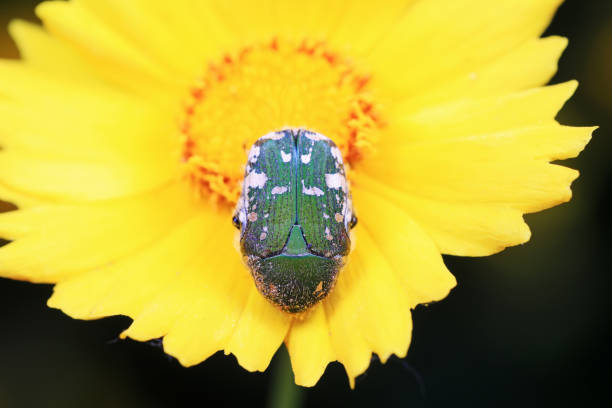 Scarab is on the chrysanthemum