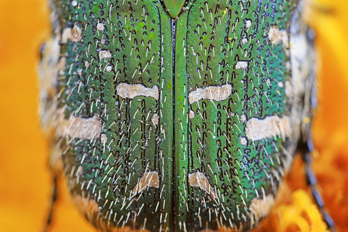 back of coleoptera insects, closeup of photo
