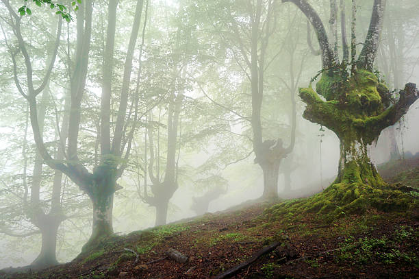 istock gloomy forest with fog and creepy trees 187955414