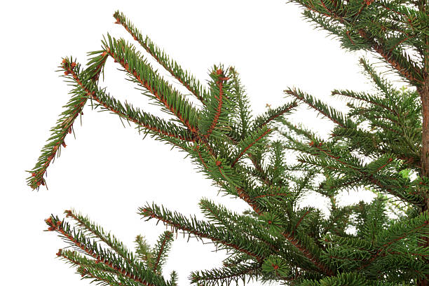 istock Branch of the spruce 187955580