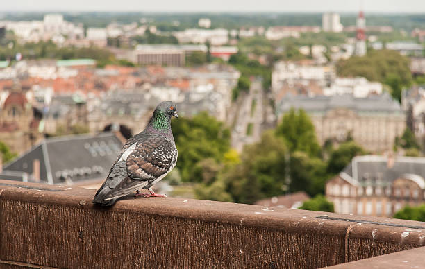 istock pigeon on the roof 187955605