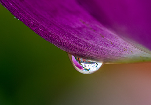 Macro photograph of a water droplet on a purple flower.