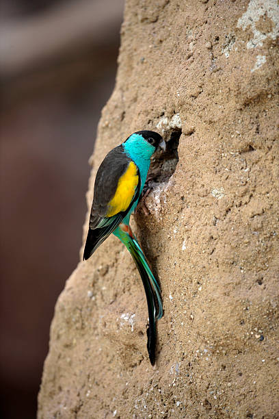 istock Hooded parrot, Psephotus dissimilis 187956384