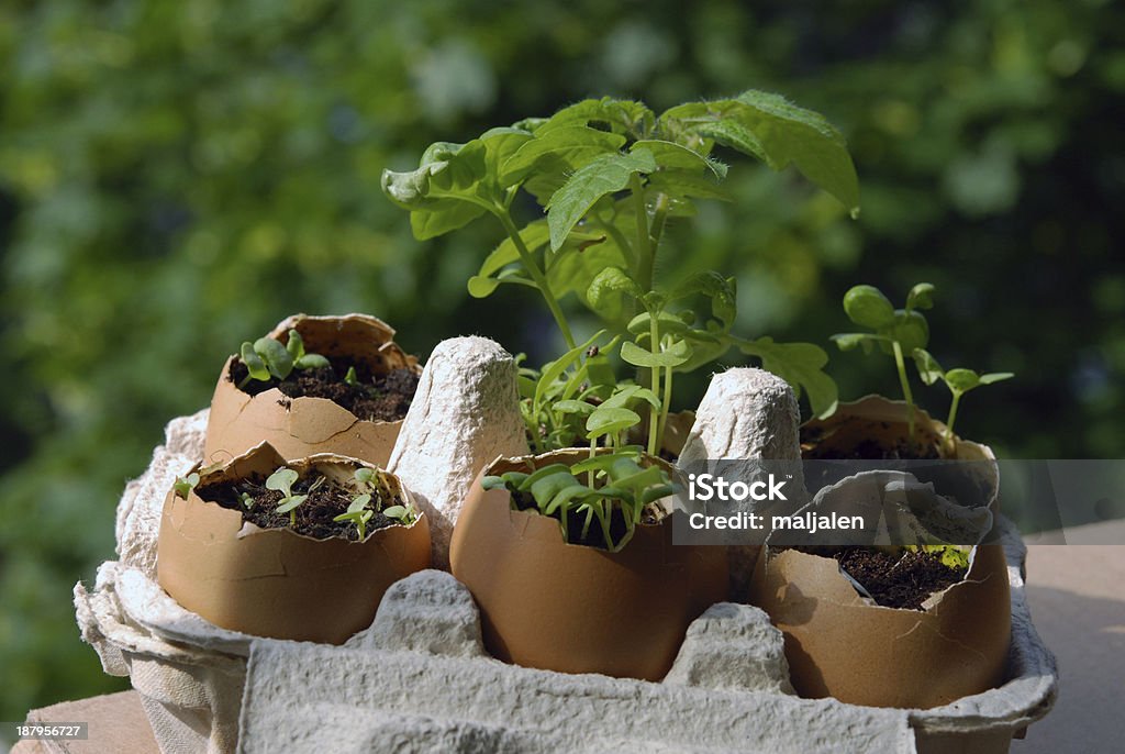 Spring in eggshells Seedlings growing in eggshells on the balcony in spring: young basil and tomato plants. Balcony Stock Photo