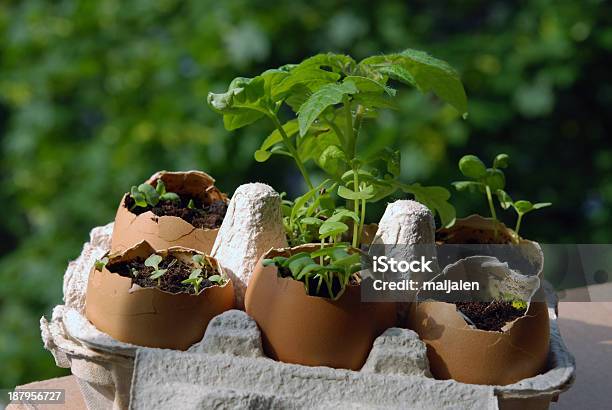 Spring In Eggshells Stock Photo - Download Image Now - Balcony, Box - Container, Care