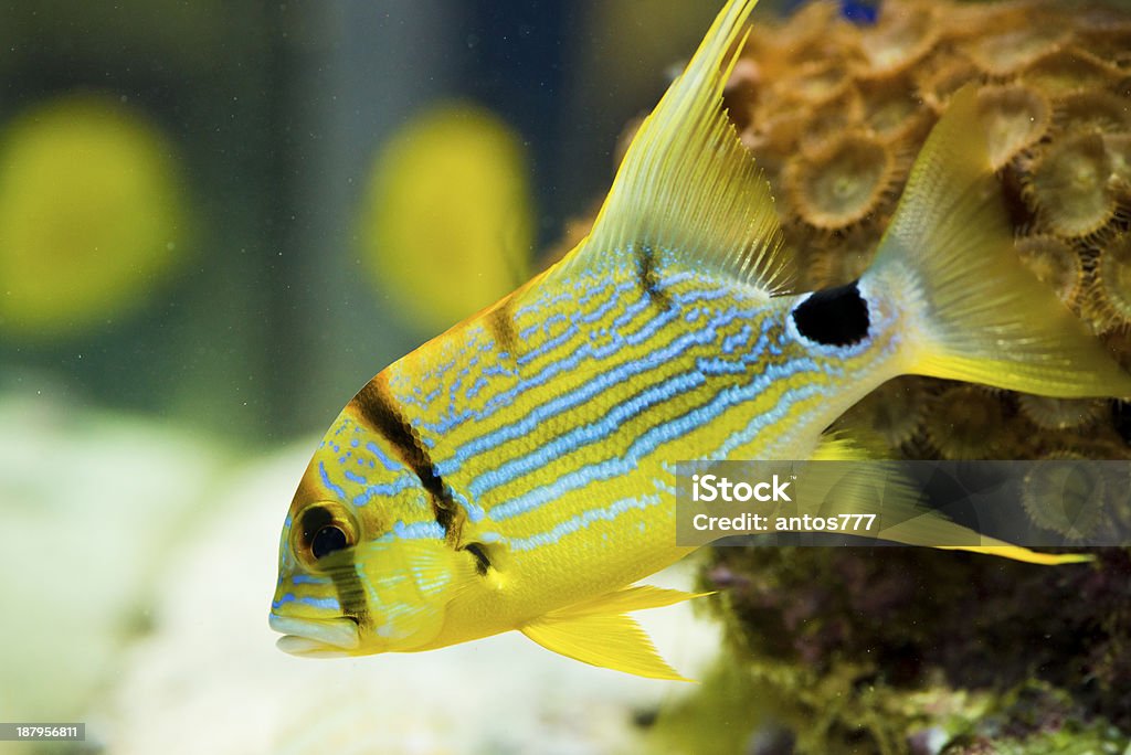 symphorichthus spilurus symphorichthus spilurus - yellow, sea fish. Animal Stock Photo