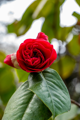 Image of the flower of a camellia japonica beginning to sprout from the stem of the plant along with other bulbs still closed.