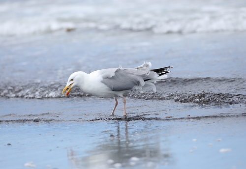 A large gull found in Europe