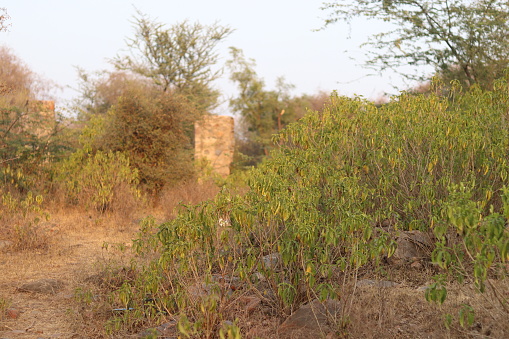 A Large bush of malabar nut plant in afield