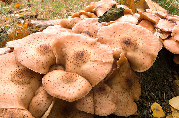 istock Gloomy honey fungus. 187957290