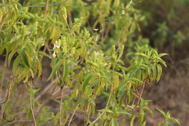 una planta verde de justicia adhatoda vasica o planta de nuez malabar en enfoque selectivo y desenfoque de fondo, a la luz del sol - vasica fotografías e imágenes de stock