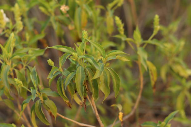 una planta verde de justicia adhatoda vasica o planta de nuez malabar en enfoque selectivo y fondo borroso, hoja borrosa - vasica fotografías e imágenes de stock