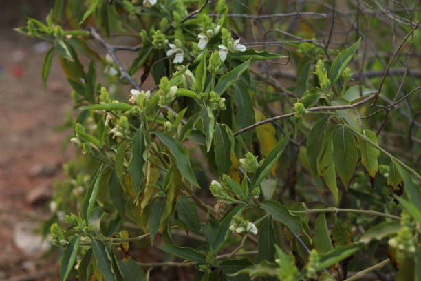 una planta verde de justicia adhatoda vasica o planta de nuez malabar en enfoque selectivo y desenfoque de fondo, adhatoda - vasica fotografías e imágenes de stock