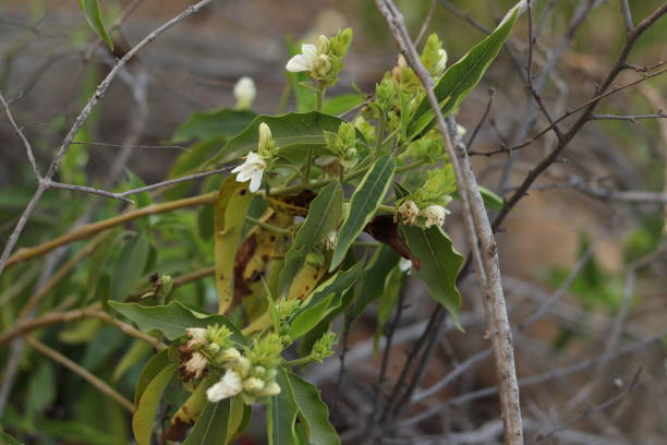 una planta verde de justicia adhatoda vasica o planta de nuez malabar en enfoque selectivo y fondo borroso, con espigas - vasica fotografías e imágenes de stock