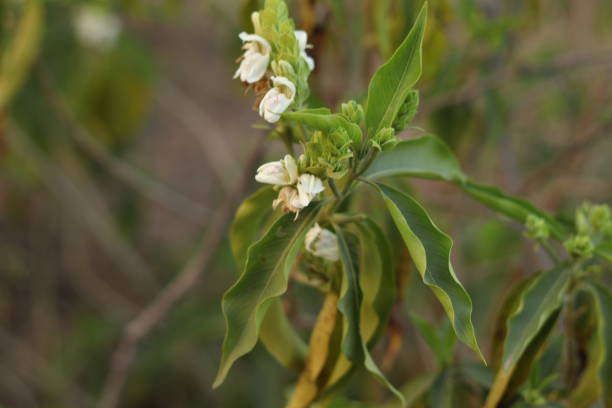 una planta verde de justicia adhatoda vasica o planta de nuez malabar en enfoque selectivo y desenfoque de fondo, planta de invierno - vasica fotografías e imágenes de stock