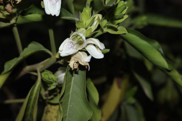 una planta verde de justicia adhatoda vasica o planta de nuez malabar en enfoque selectivo y desenfoque de fondo, foto nocturna - vasica fotografías e imágenes de stock