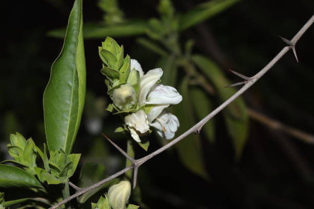 una planta verde de justicia adhatoda vasica o planta de nuez malabar en enfoque selectivo y desenfoque de fondo, fondo oscuro - vasica fotografías e imágenes de stock