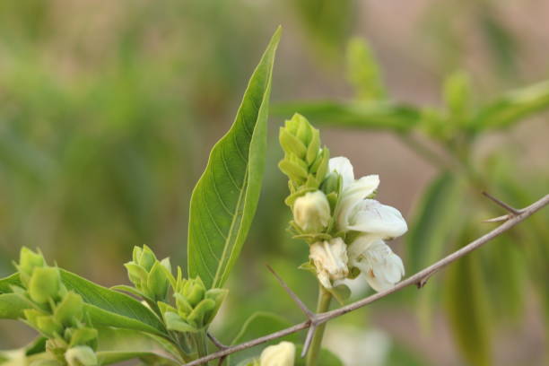 una planta verde de justicia adhatoda vasica o planta de nuez malabar en enfoque selectivo y fondo borroso, borroso - vasica fotografías e imágenes de stock