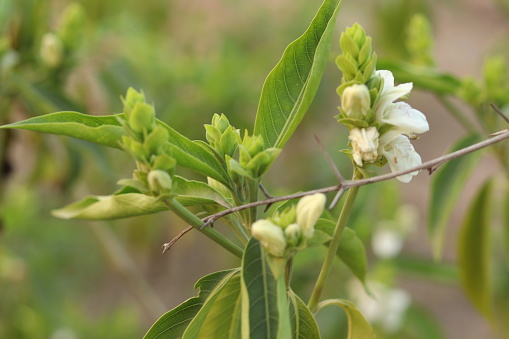 A green Plant of Justicia adhatoda vasica or malabar nut plant in selective focus and background blur, white flower