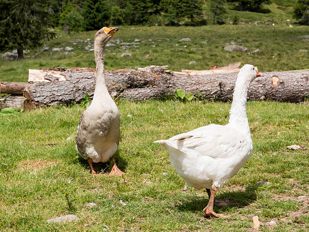 Ducks stock photo