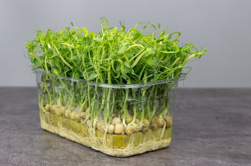 Micro-green peas in a plastic box on a gray background. Healthy healthy nutrition concept.