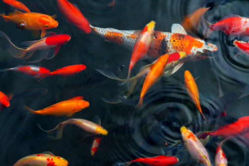 Carps peces Koi japoneses piscina hermosa (Cyprinus carpio) photo