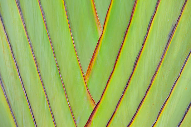 istock Ravenala madagascariensis background 187958402