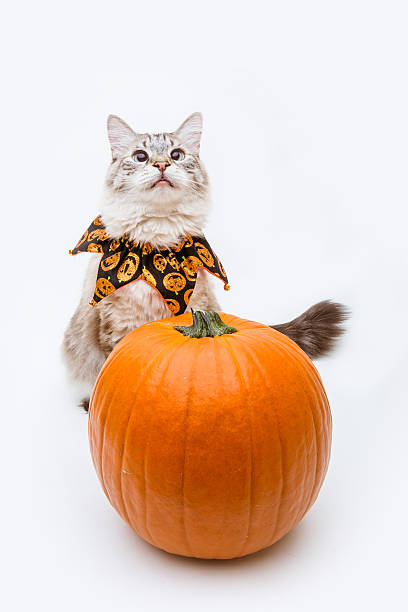 istock Siamese mix cat with Halloween costume and pumpkin 187958433