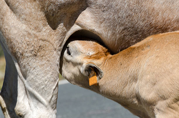 vitello bere latte - domestic cattle calf mother field foto e immagini stock