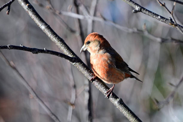 istock Colorful Male Red Crossbill bird 1879590737