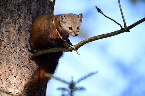 Cute American Pine Martin climbing in a pine tree along the edge of a forest in Algonquin Provincial Park