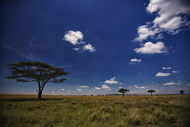 istock Serengeti landscape 187961145