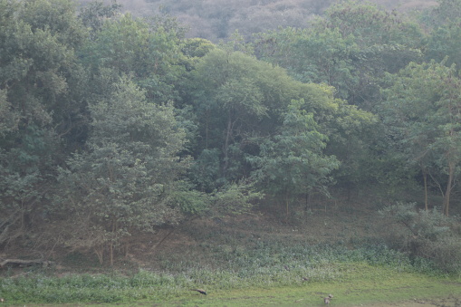 A large chunk of mountain hill range of pandala Aravalli hills covered with red and green trees