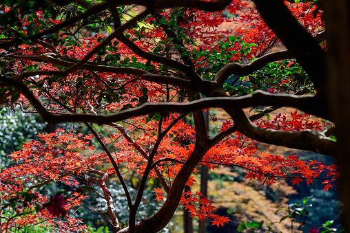 Red maple falling leaves at maple tree in park, colorful autumn foliage natural background, Osaka Japan.