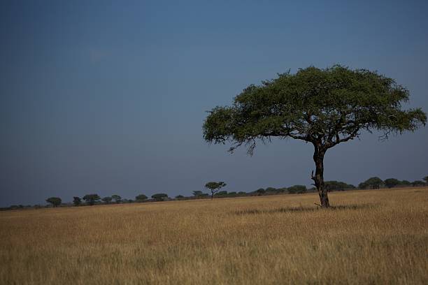 Serengeti landscape stock photo