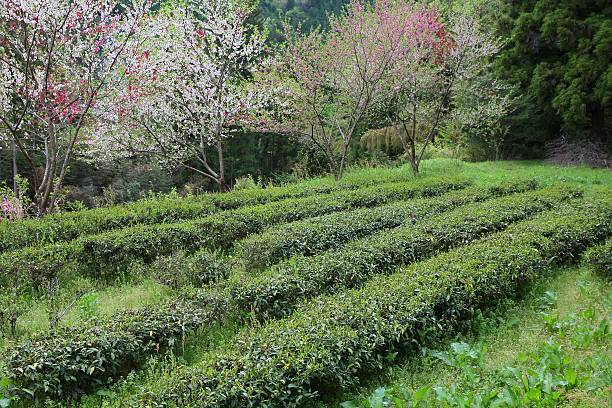 istock Tea field in Japan 187961474