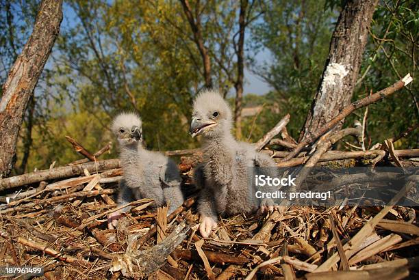 Joven Eagle Nest Chick En Foto de stock y más banco de imágenes de Animal - Animal, Animal joven, Ave de rapiña