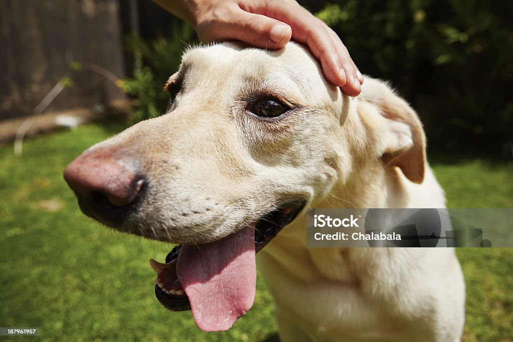 Labrador Retriever being pet outside in a garden Yellow labrador retriever in hot summer day. Animal Stock Photo