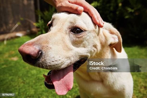 Labrador Retriever Being Pet Outside In A Garden Stock Photo - Download Image Now - Animal, Animal Body Part, Animal Head