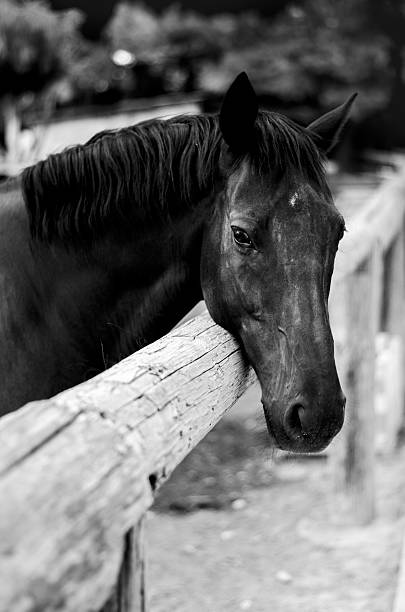 B/W horse A horse in a greek farm mustang wild horse photos stock pictures, royalty-free photos & images