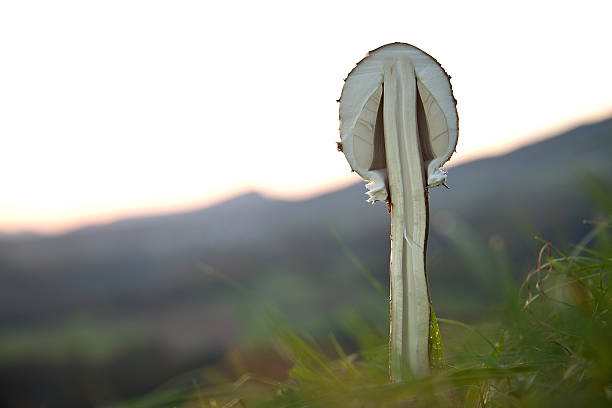 Ackerschirmling stock photo