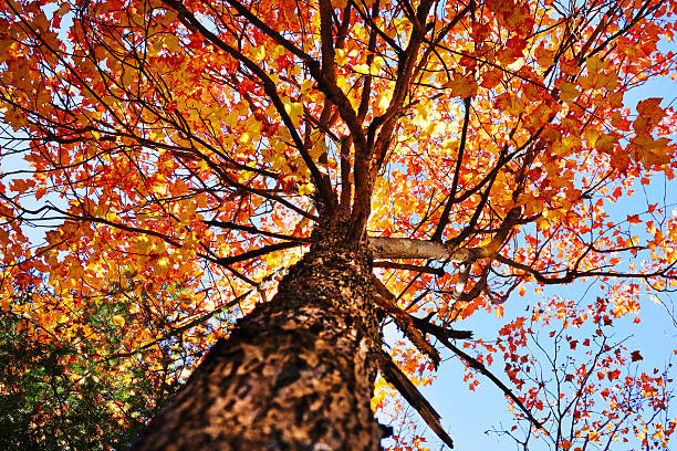 unter einer maple tree - sugar maple stock-fotos und bilder