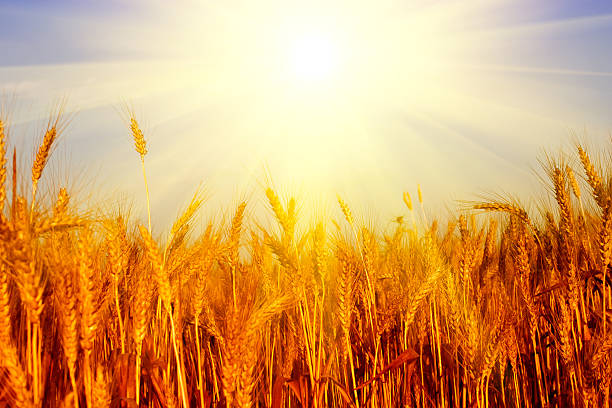 istock Wheat field and blue sky with sun 187962692