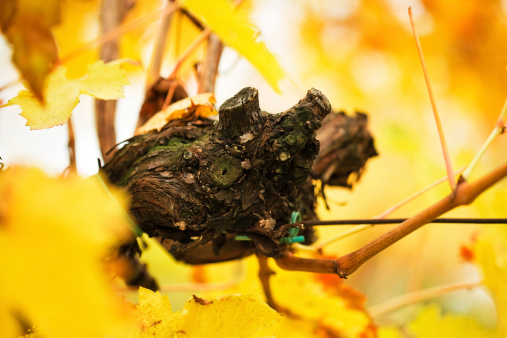 Autumnal Wineyards,