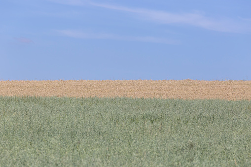 wheat field in summer in northern germany