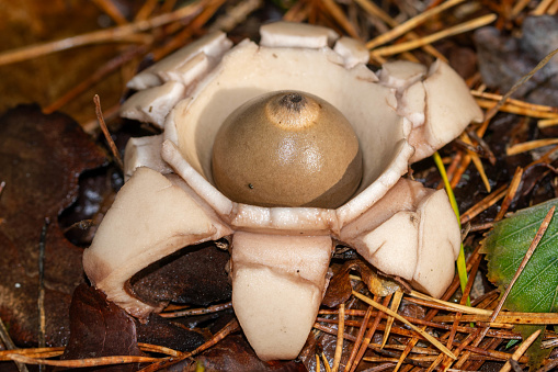 closeup of a collared earthstar, Geastrum triplex. This belly fungus is easily recognizable by the cup-shaped collar at the base of the ball